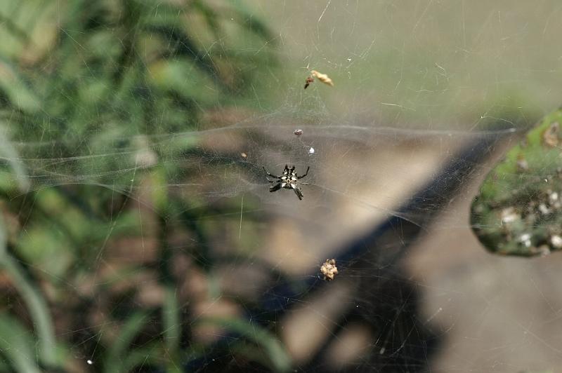 Cyrtophora_citricola_D3294_Z_82_Valle Gran Rey_Spanje.jpg